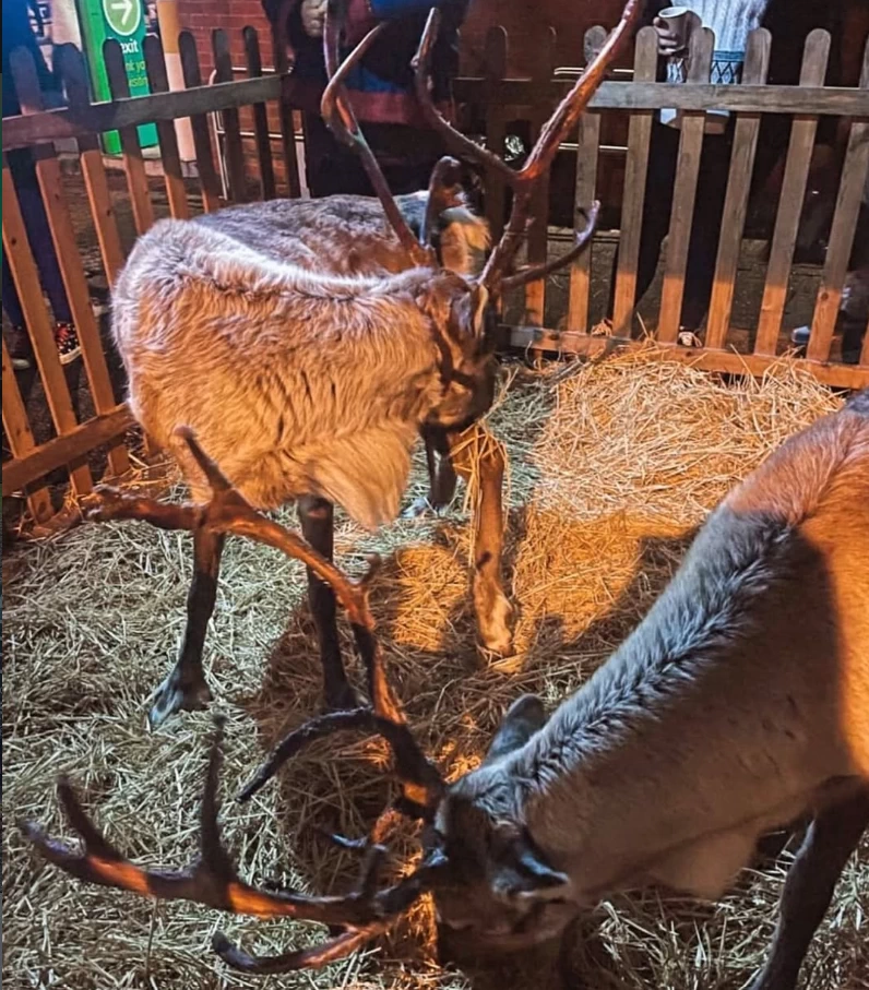 A reindeer at Big Tree Night.